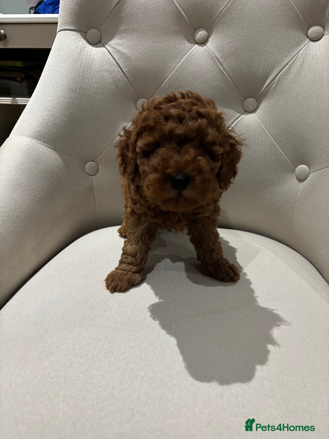 Toy Poodle dogs for sale: Toy poodles - Image 1