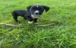 Mixed Breed dogs for sale: Pattendales cross ready now 🩷 - Image 6