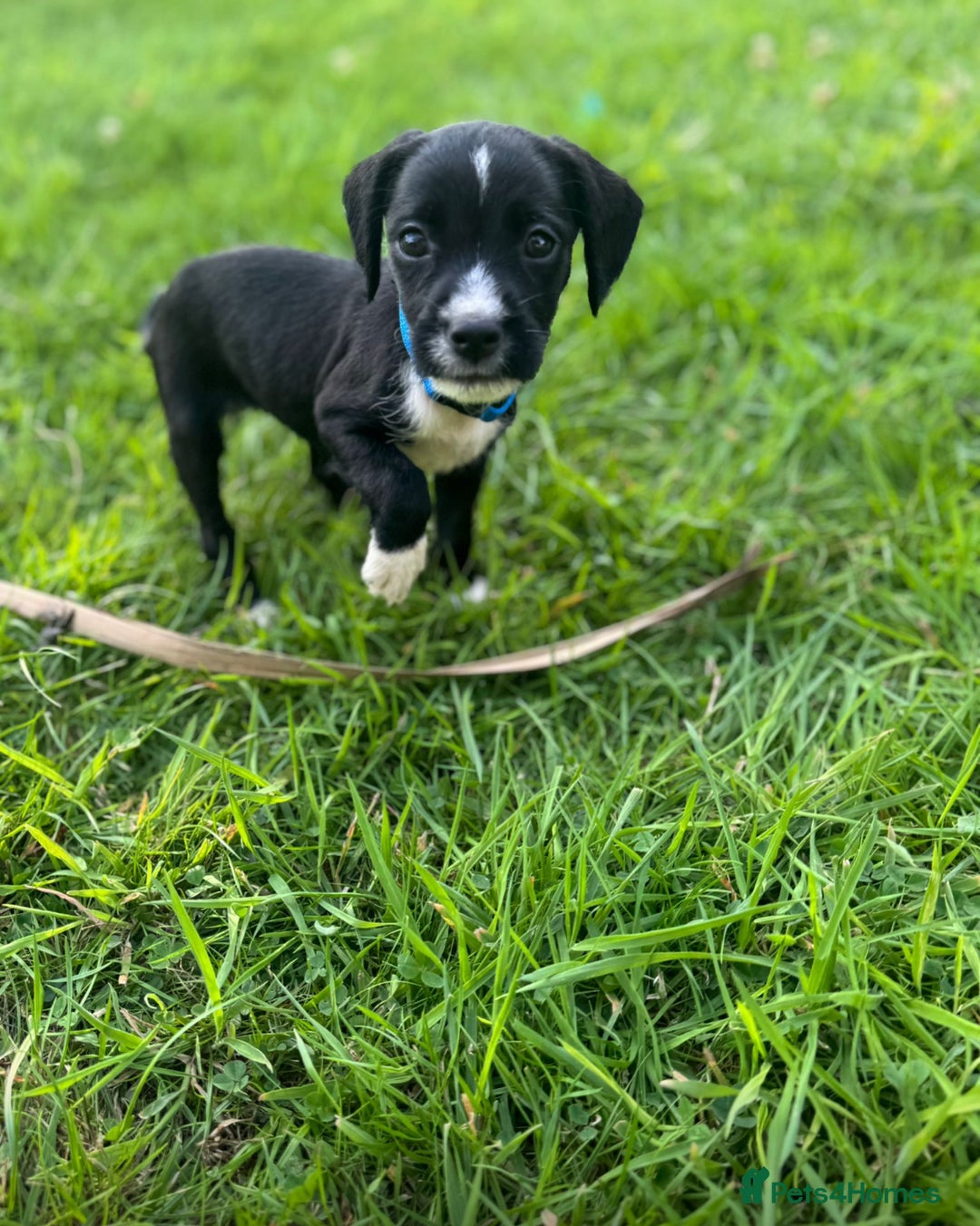 Mixed Breed dogs for sale: Pattendales cross ready now 🩷 - Image 6