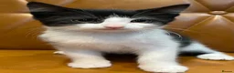 Mixed Breed cats for sale: 11 weeks old beautiful kittens looking for new - Advert 6
