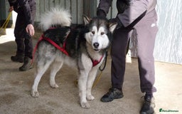 Alaskan Malamute dogs for stud: Alaskan Malamute Stud PROVEN in Darwen - Image 5