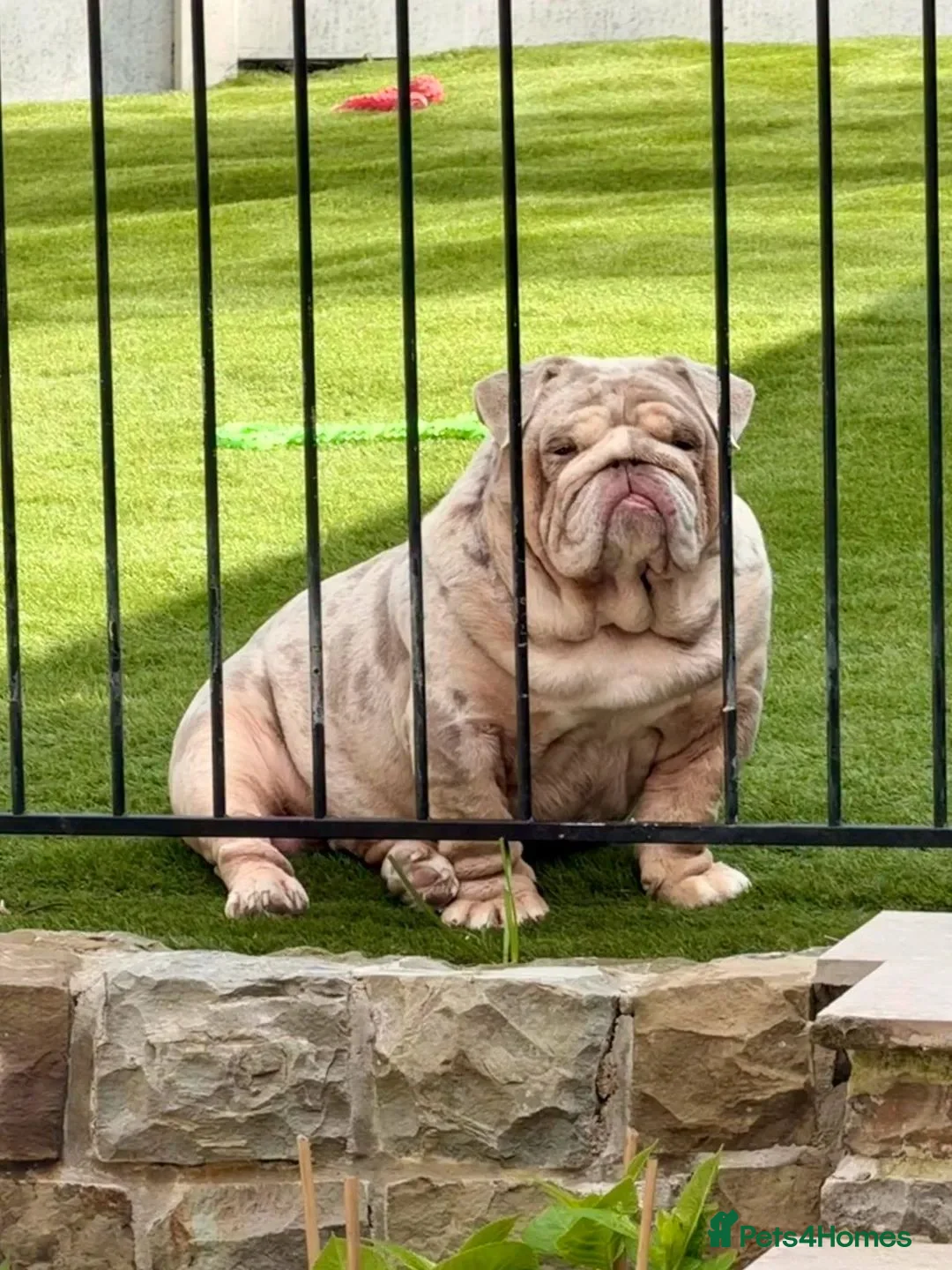 English Bulldog dogs for sale: Stunning puppy s - Advert 2