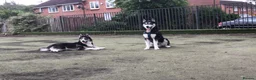 Siberian Husky dogs for stud: Husky Stud  - Advert 31