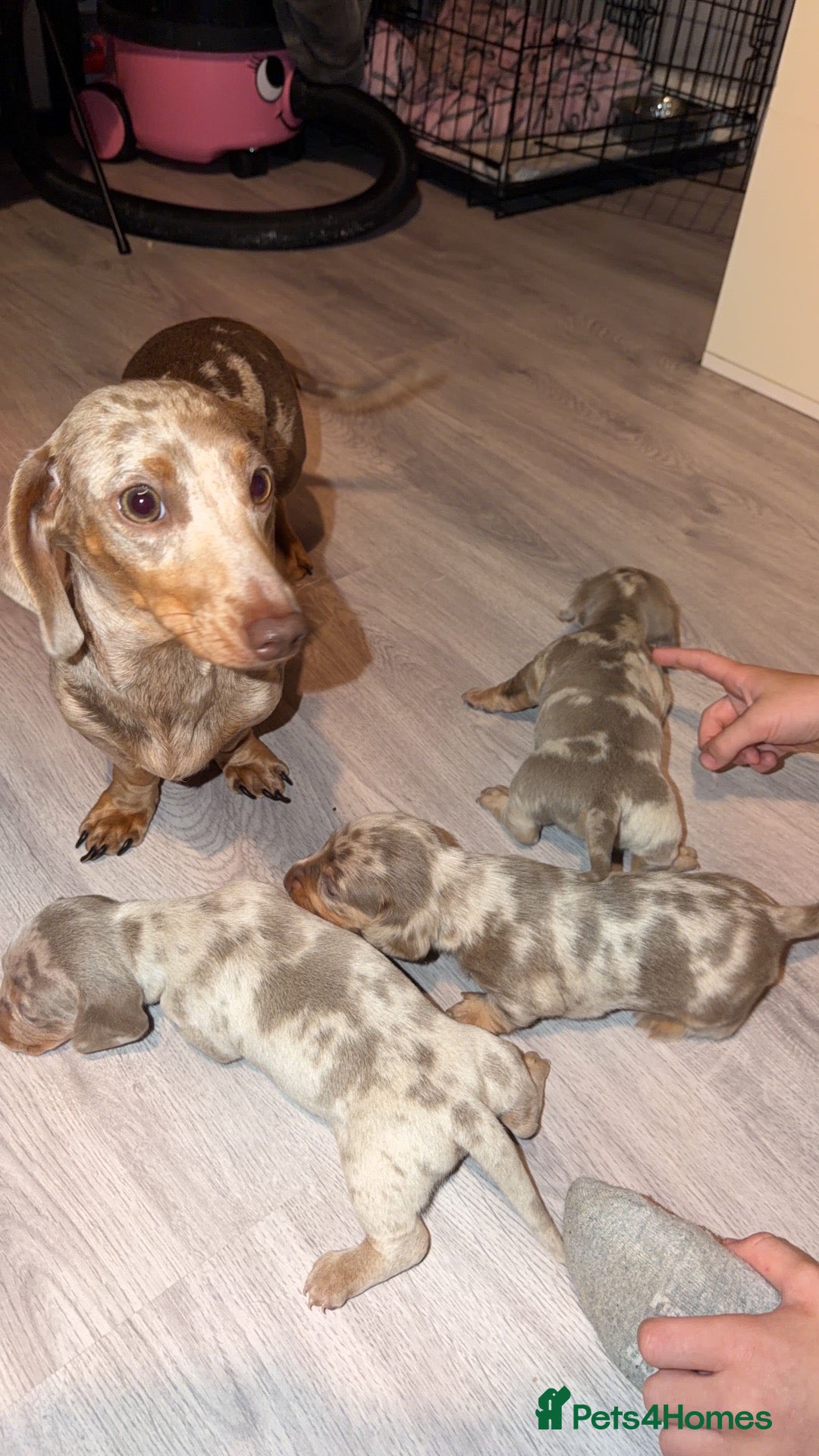 Miniature Dachshund dogs TINY MINI DACHSHUND PUPS - Advert 16