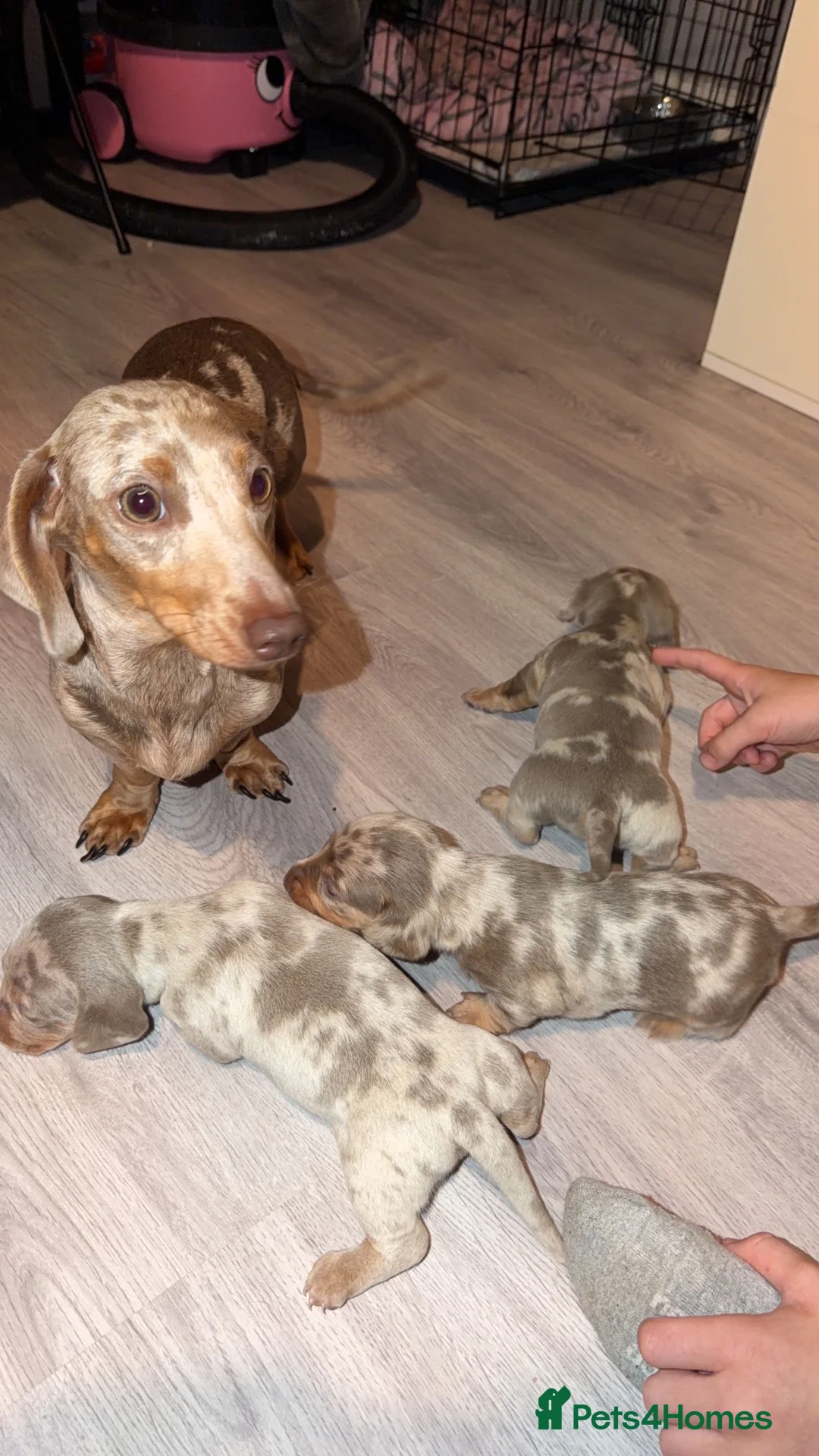 Miniature Dachshund dogs for sale: TINY MINI DACHSHUND PUPS - Advert 1