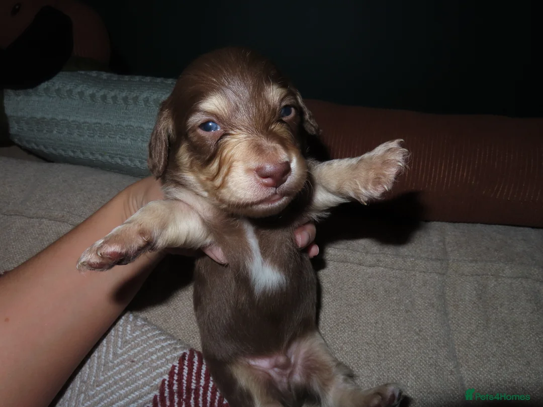 Miniature Dachshund dogs for sale: Long-Haired KC Miniature Dachshund Puppies  - Advert 4