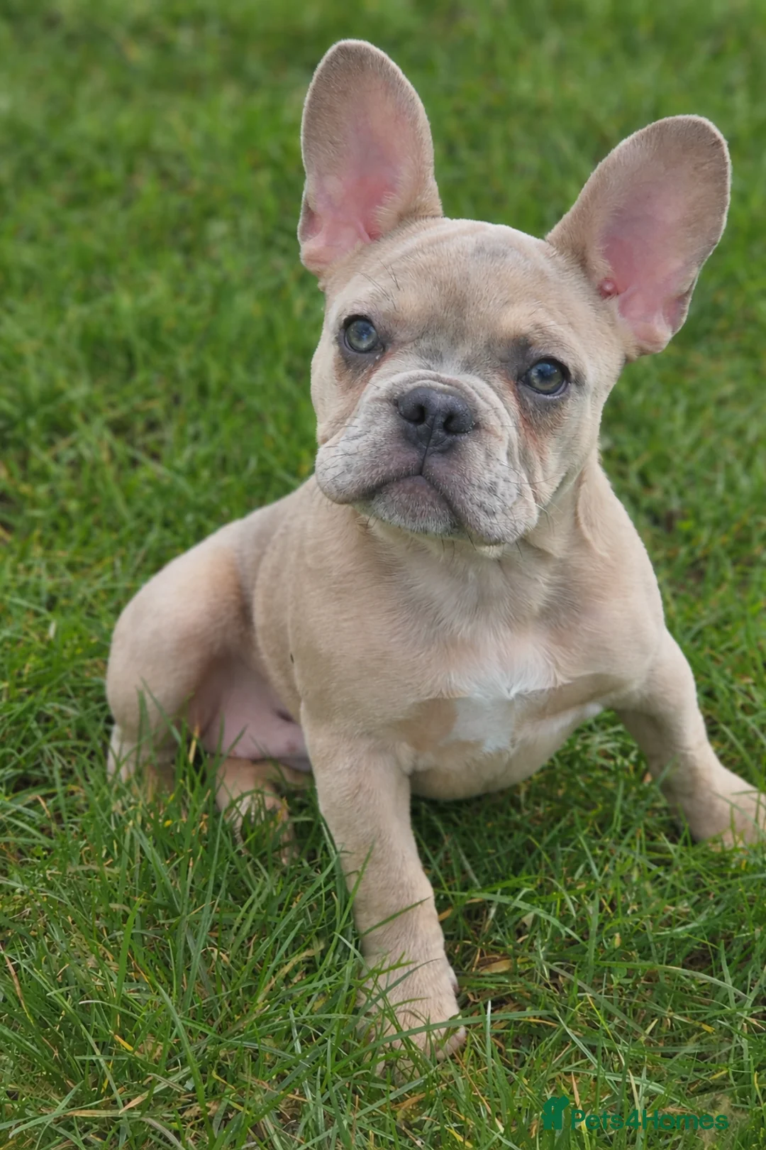 French Bulldog dogs for sale: Beautiful peggy 6month old French bulldog  - Advert 1