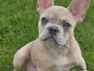 French Bulldog dogs Beautiful peggy 6month old French bulldog - Advert 1