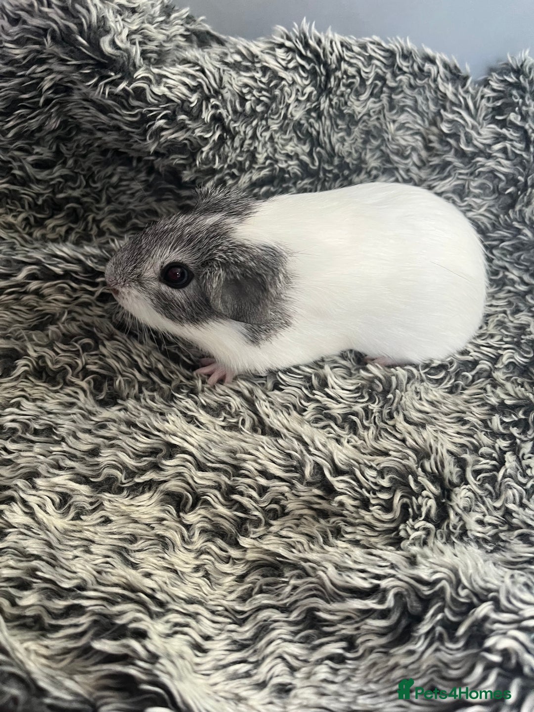 Guinea Pig rodents for sale: Lovely boar guinea pigs for sale boys - READY  - Advert 4