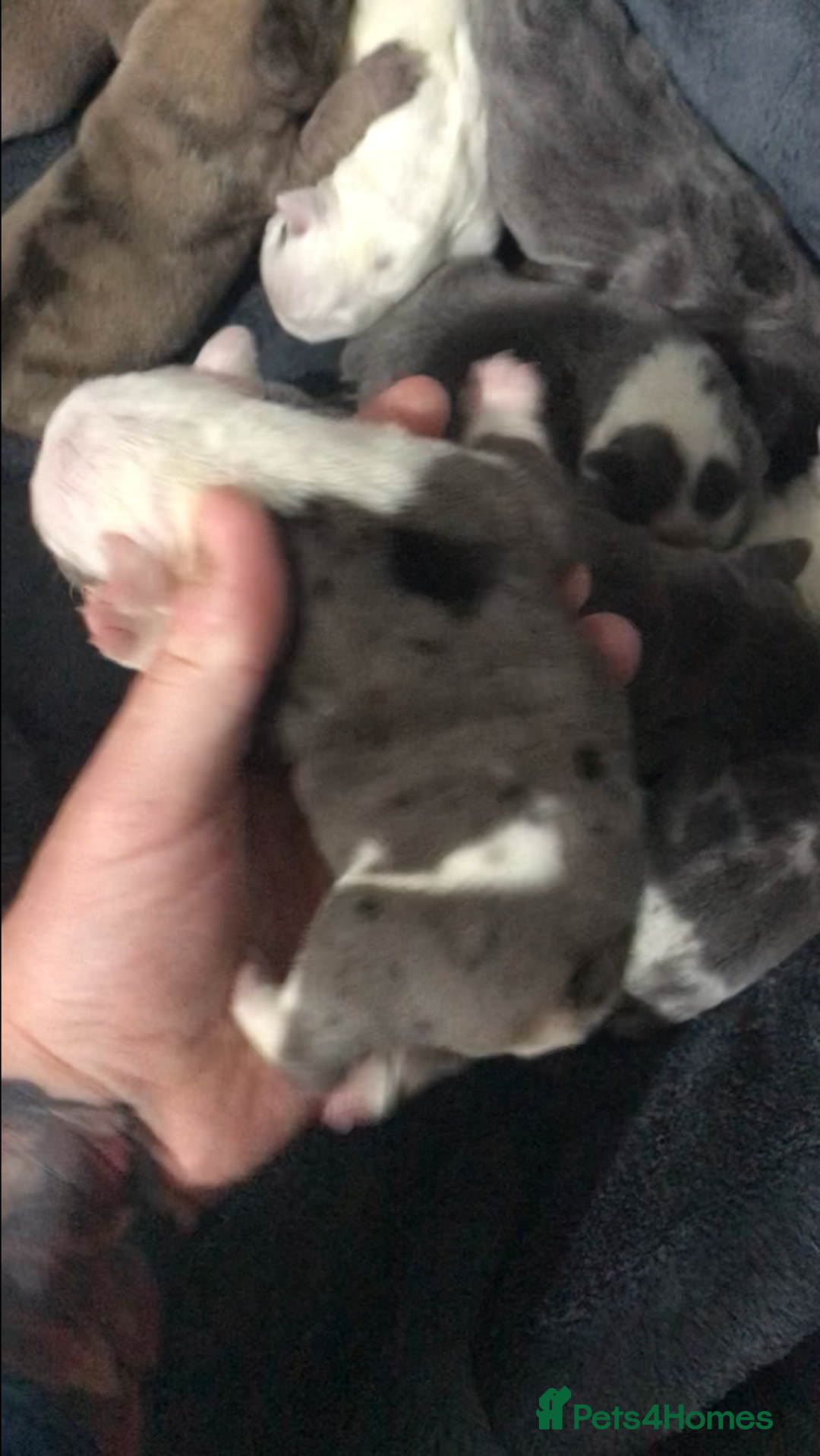 French Bulldog dogs for sale: French bulldog kc registered  - Image 1
