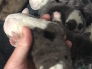 French Bulldog dogs - Advert 19