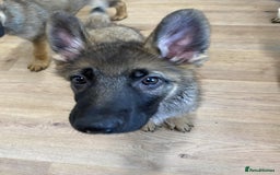 German Shepherd dogs for sale: German Shepherd puppies  - Image 1