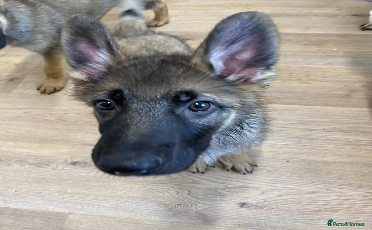 German Shepherd dogs - Advert 1