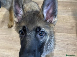 German Shepherd dogs - Advert 1