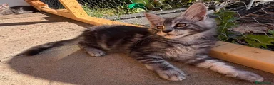 Maine Coon 1