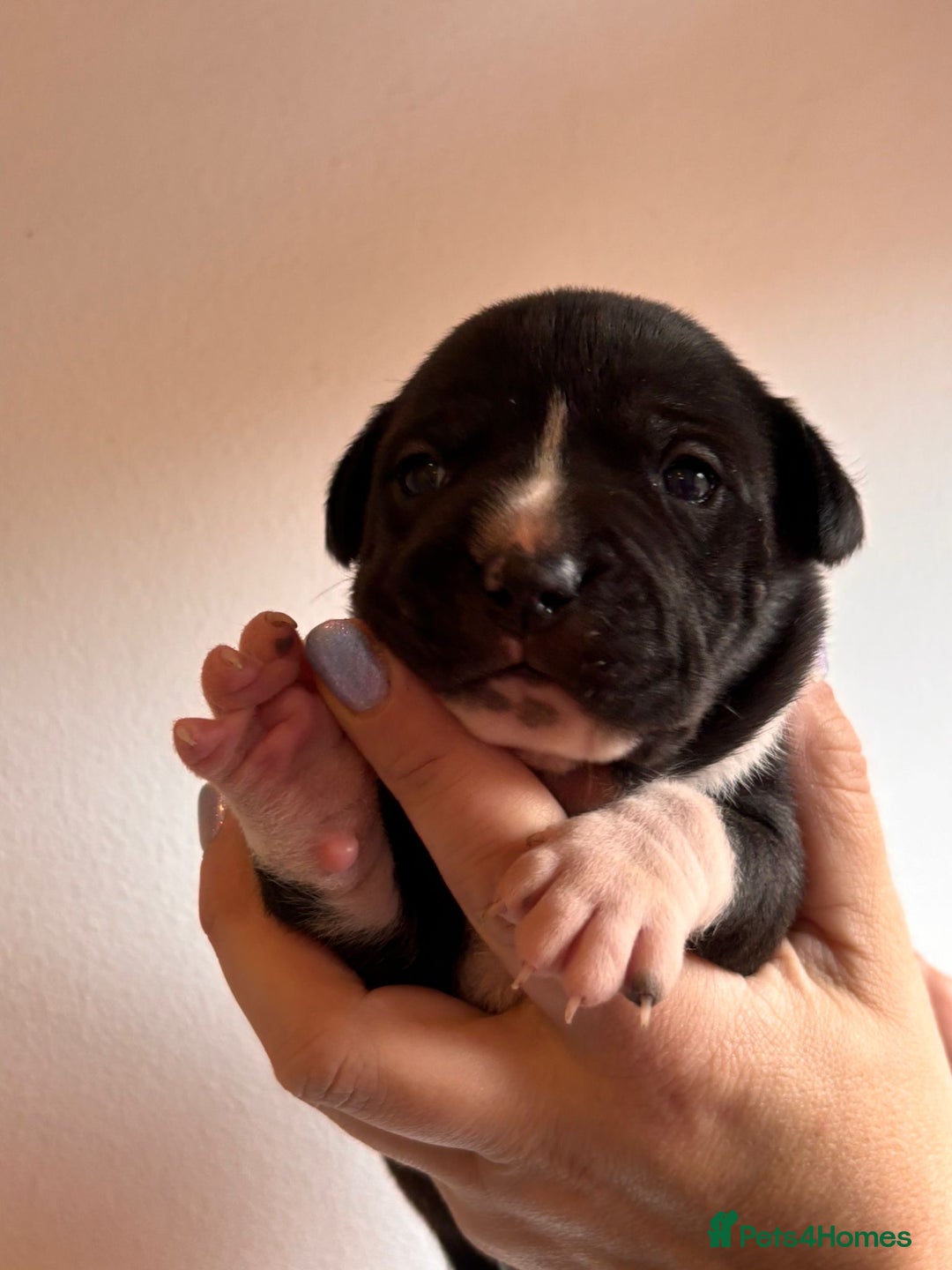 Staffordshire Bull Terrier dogs for sale: Stunning chunky puppies  - Advert 10