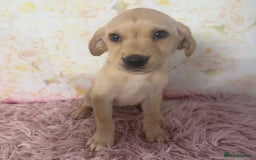 Labrador Retriever dogs for sale: Adorable Yellow Labradors *Ready Now* - Image 25