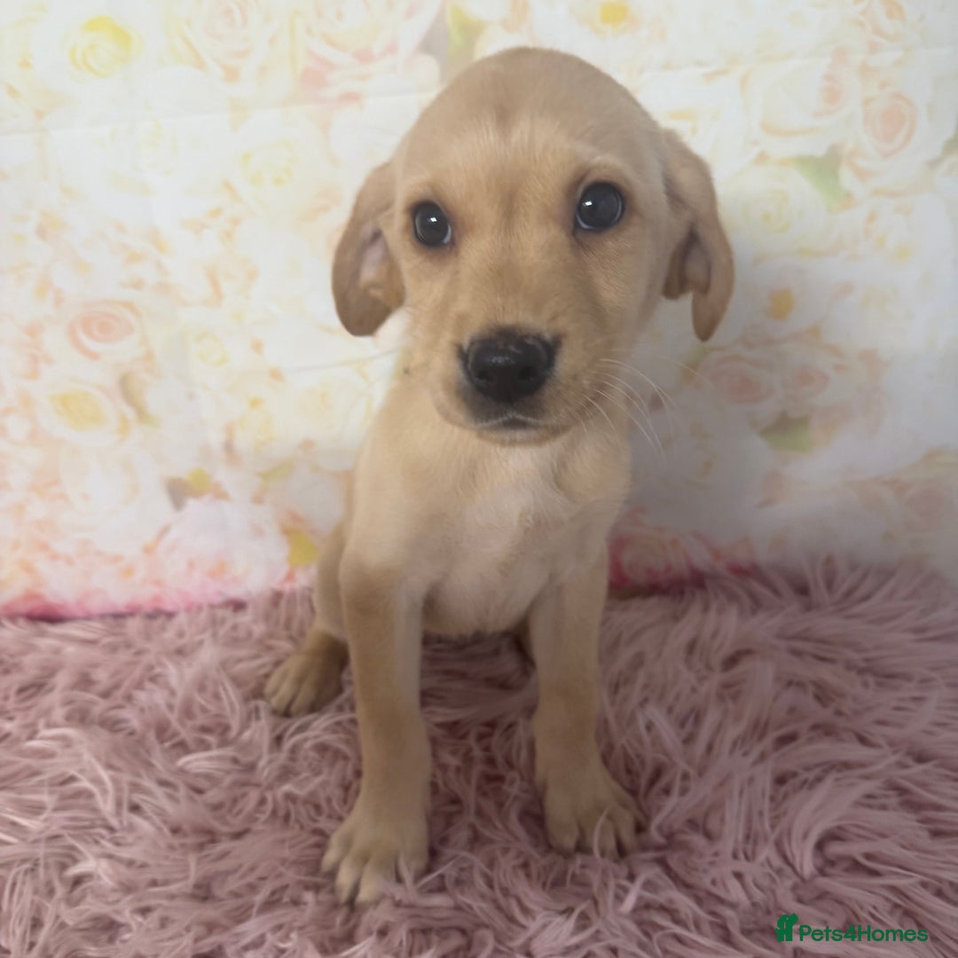 Labrador Retriever dogs for sale: Adorable Yellow Labradors *Ready Now* - Image 25