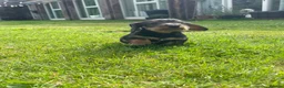 Dachshund dogs for sale: 3 beautiful boy wired haired sausages  - Advert 2