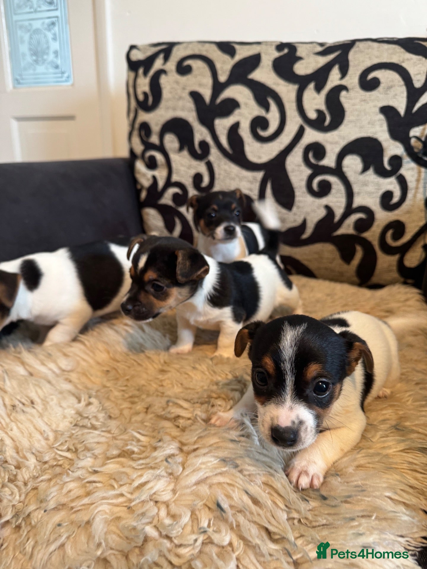 Jack Russell dogs Short legged Jack Russel puppies.  - Advert 5