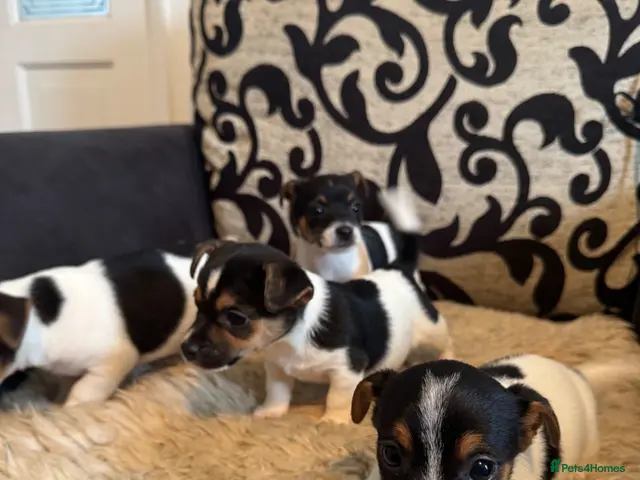 Jack Russell dogs Short legged Jack Russel puppies. - Advert 5