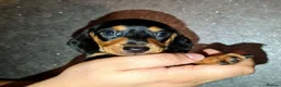 Miniature Dachshund dogs for sale: ❤️Beautiful adorable daschunds babys❤️ - Advert 4