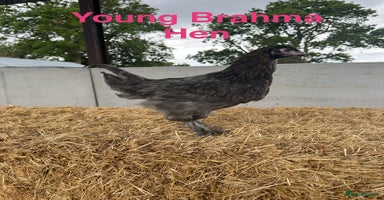 Chickens poultry - Advert 9