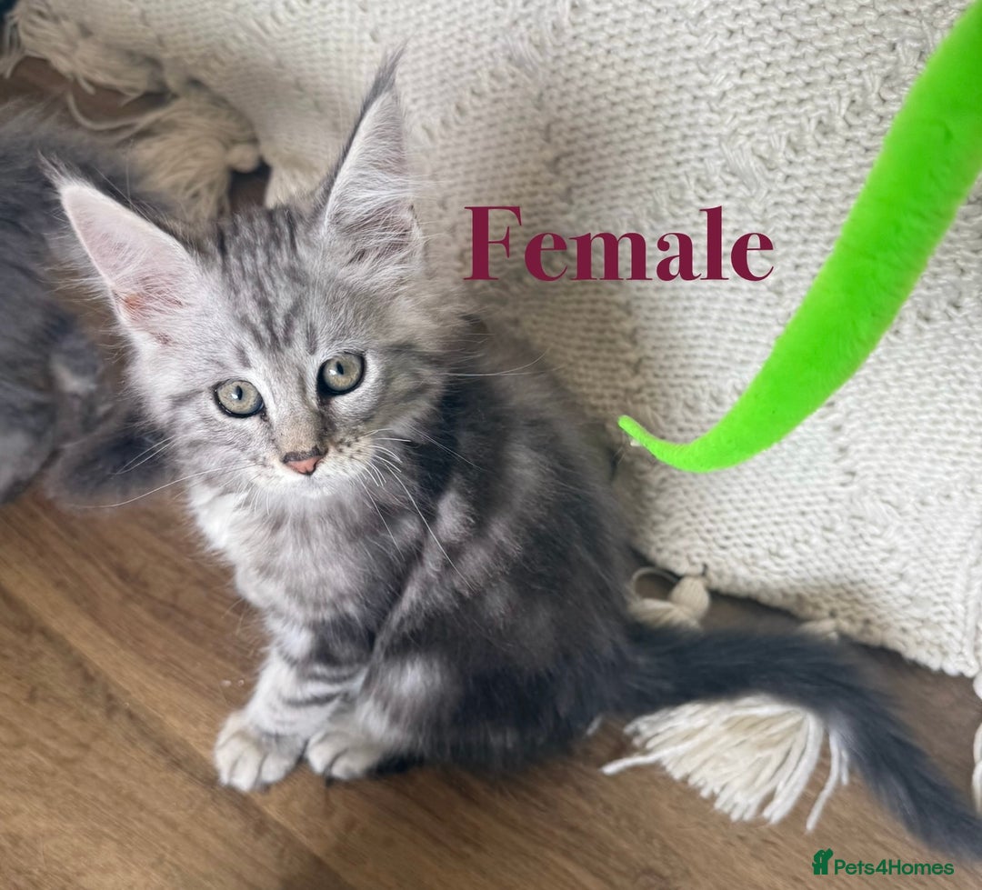 Maine Coon cats for sale: Beautiful pedigree maine coons, open to offers - Image 6