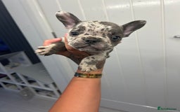 French Bulldog dogs for sale: Ready to go! Beautiful French bulldogs  - Image 21