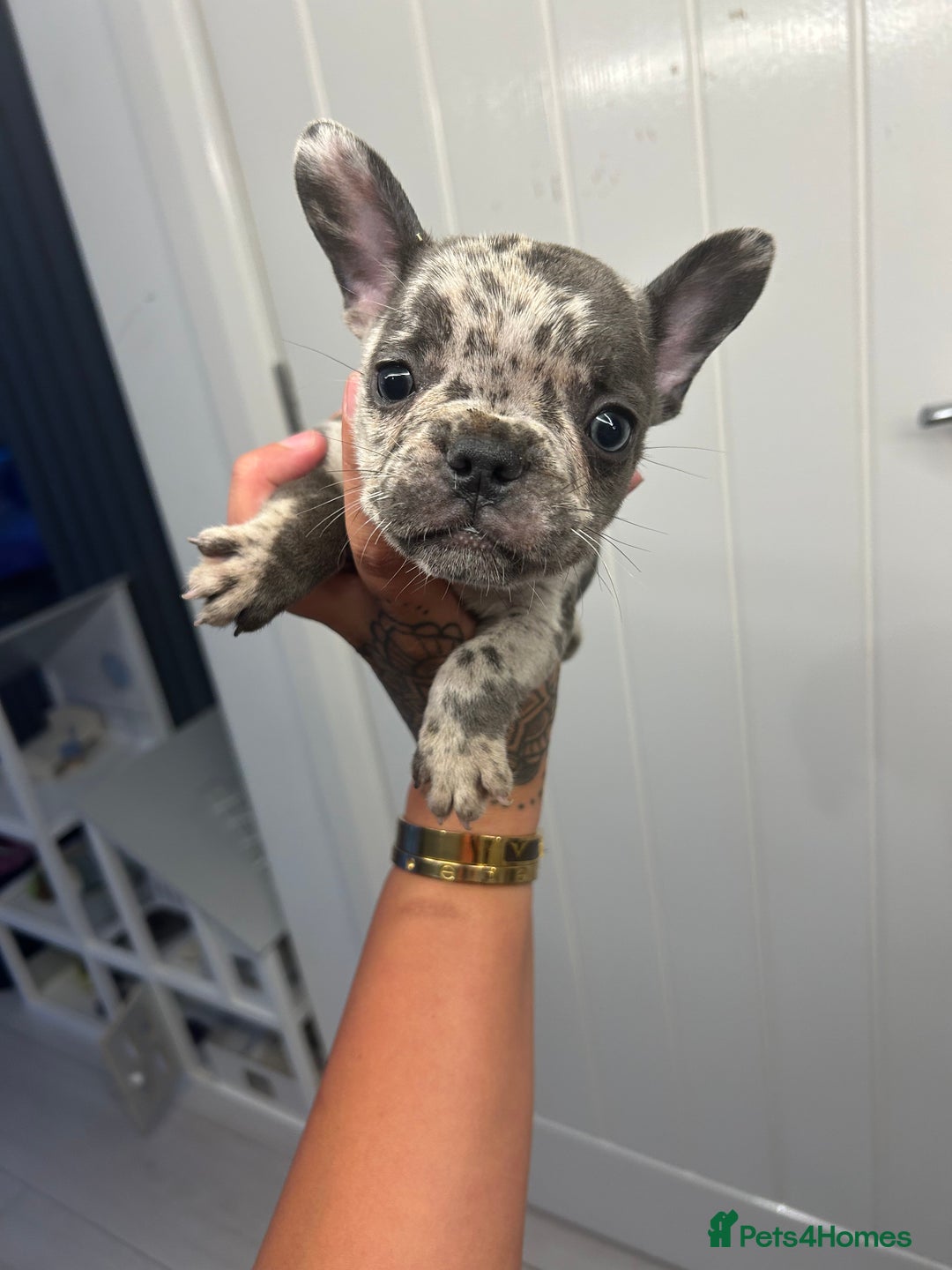 French Bulldog dogs for sale: Ready to go! Beautiful French bulldogs  - Image 21