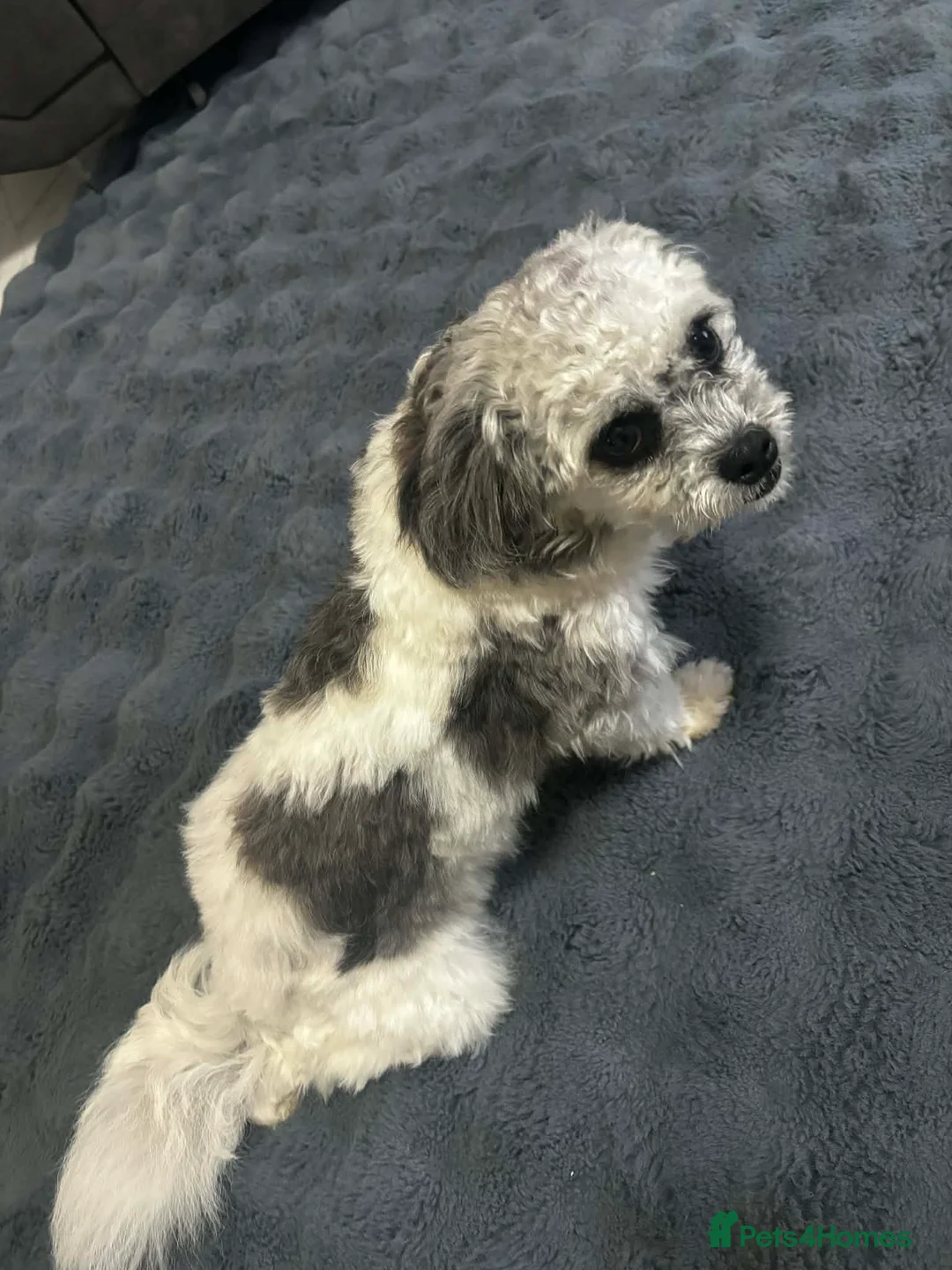 Shih Tzu dogs for sale: Male mr in Gravesend - Advert 1