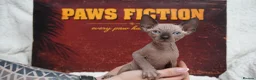 Sphynx cats for sale: Blanket Loving Canadian Sphynx in Manchester - Advert 22