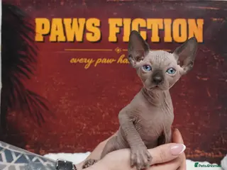 Sphynx cats Canadian Sphynx Kittens - Advert 6