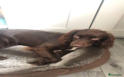 Sprocker dogs for sale: Stunning sprocker spaniel pups  - Image 5