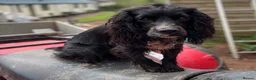 Mixed Breed dogs for sale: Beautiful Collie X cocker sprollies DNA health  - Advert 6