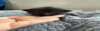 Mixed Breed Kitten 6