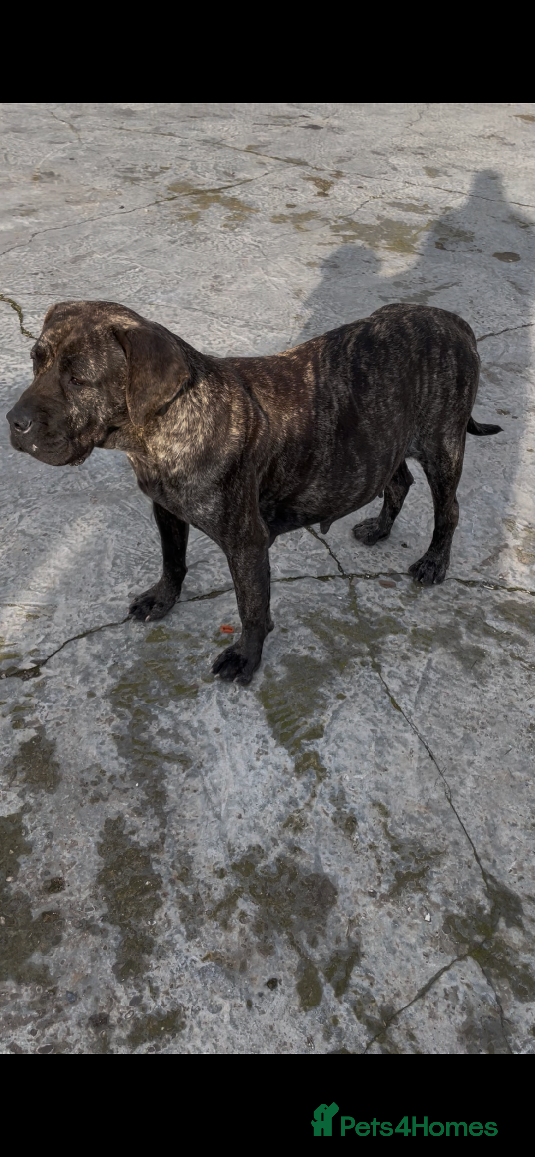 Presa Canario dogs for sale: Presa Canario Puppies Spanish x Serbian Imports - Advert 10