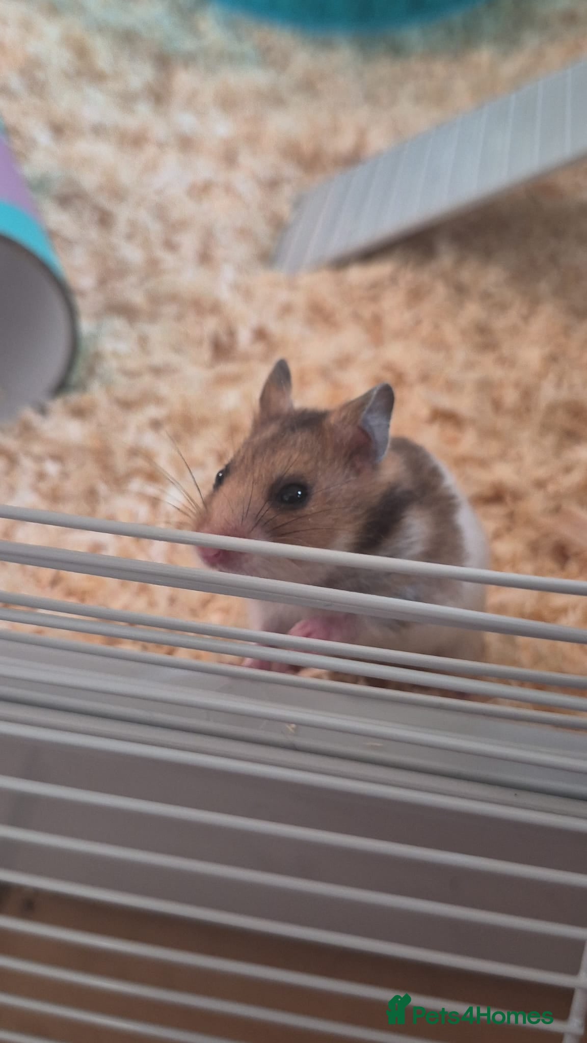 Hamster rodents Syrian Hamsters - Advert 1