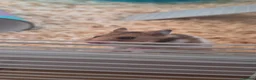 Hamster rodents for sale: Syrian Hamsters - Advert 1