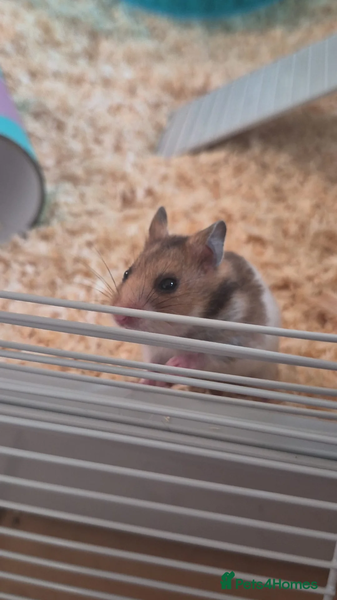 Hamster rodents for sale: Syrian Hamsters - Advert 1