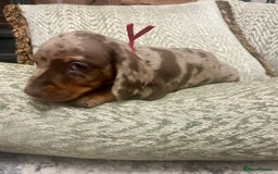Miniature Dachshund dogs for sale: Stunning small Miniature Daschund’s - Image 3