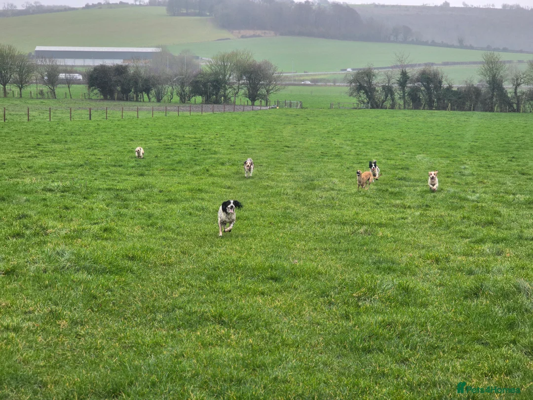 Mixed Breed dogs for sale: Clumber cross - Advert 4