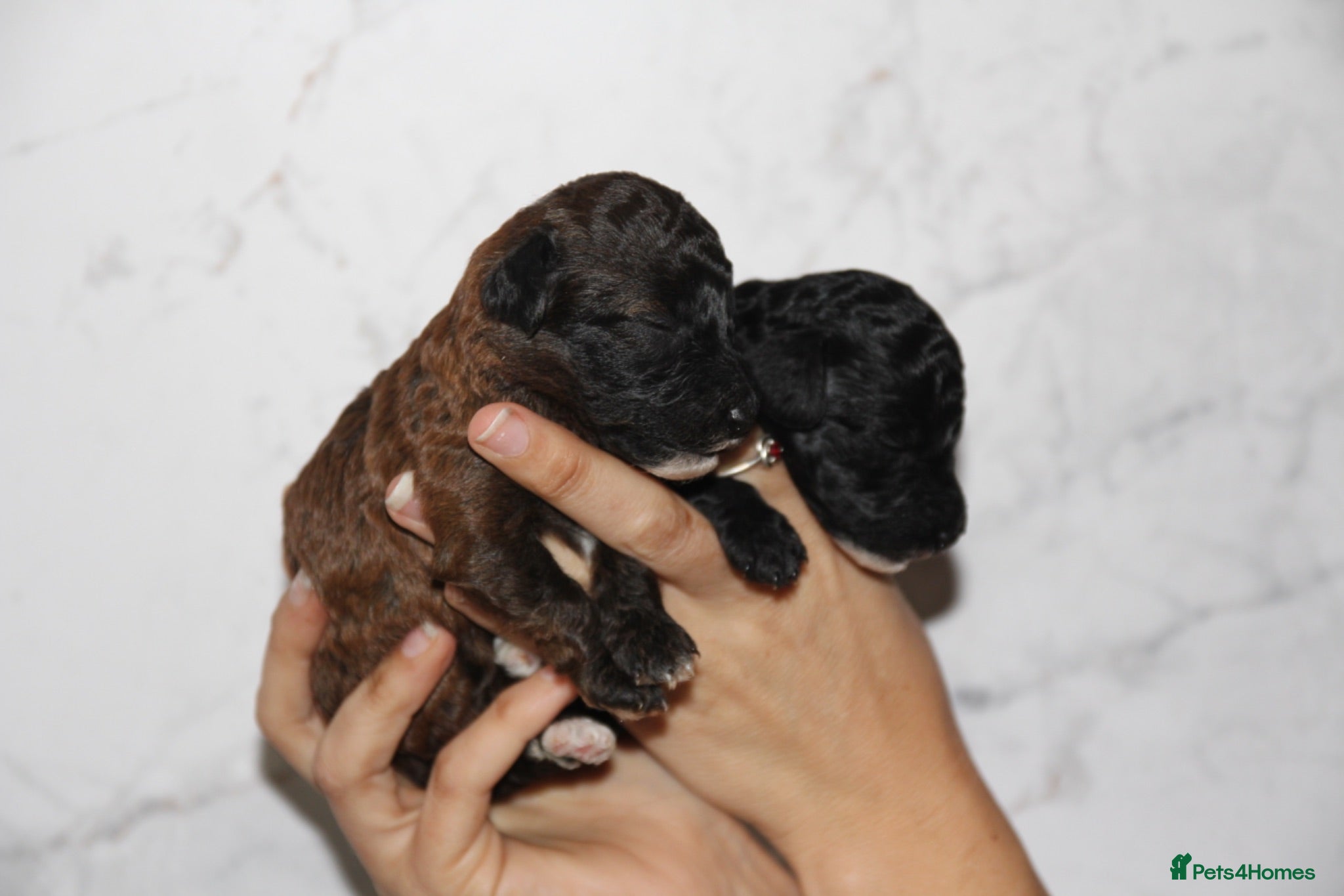 Miniature Poodle dogs Beautiful miniature poodle puppies  - Advert 2
