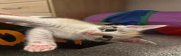 Ragdoll cats for sale: Beautiful Ragdoll Mix Kittens –  Litter Ready Soon in Nottingham - Advert 21