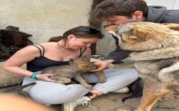 Saarloos Wolfdog dogs for sale: Noodle - Image 10