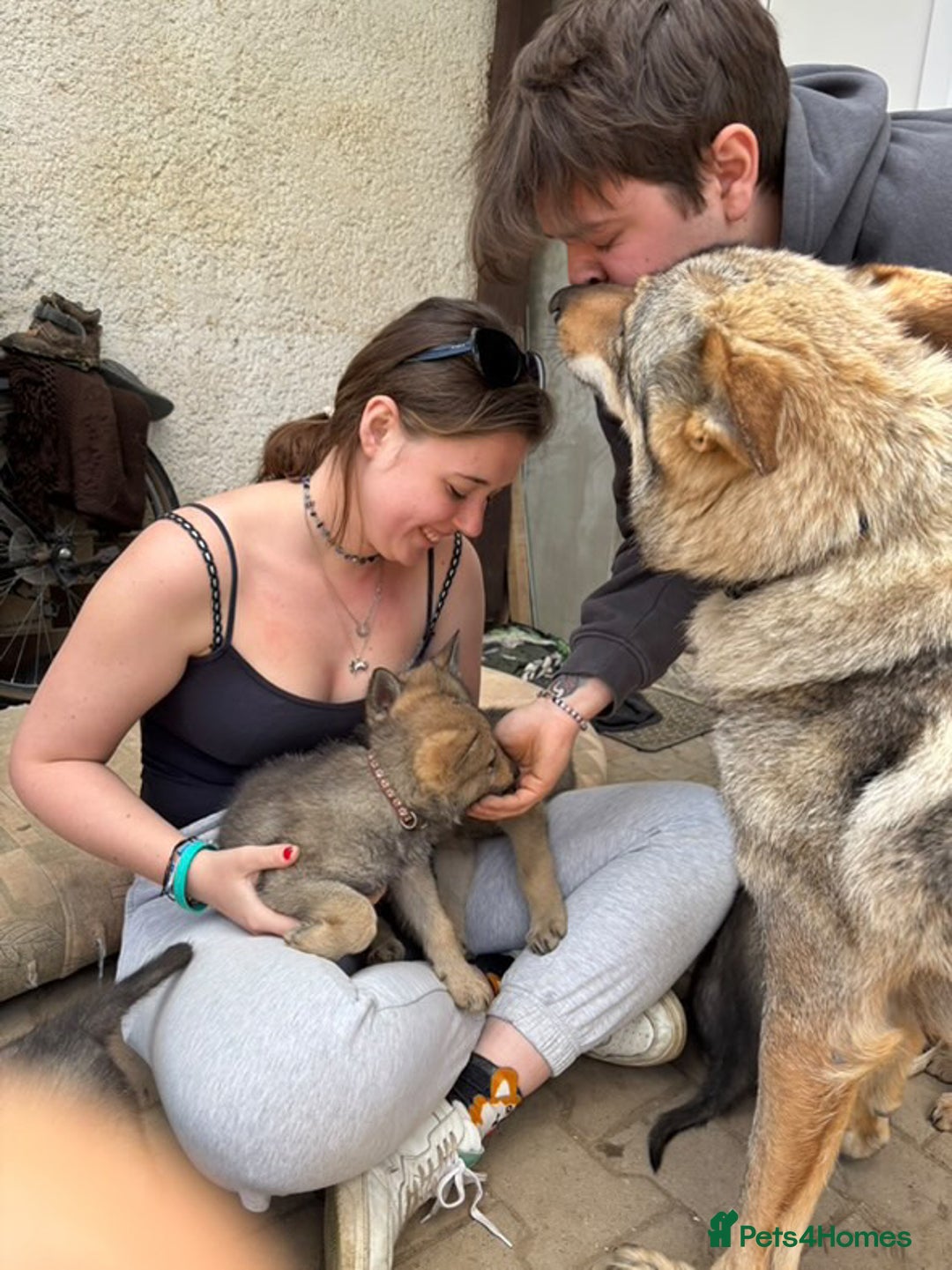Saarloos Wolfdog dogs for sale: Noodle - Image 10