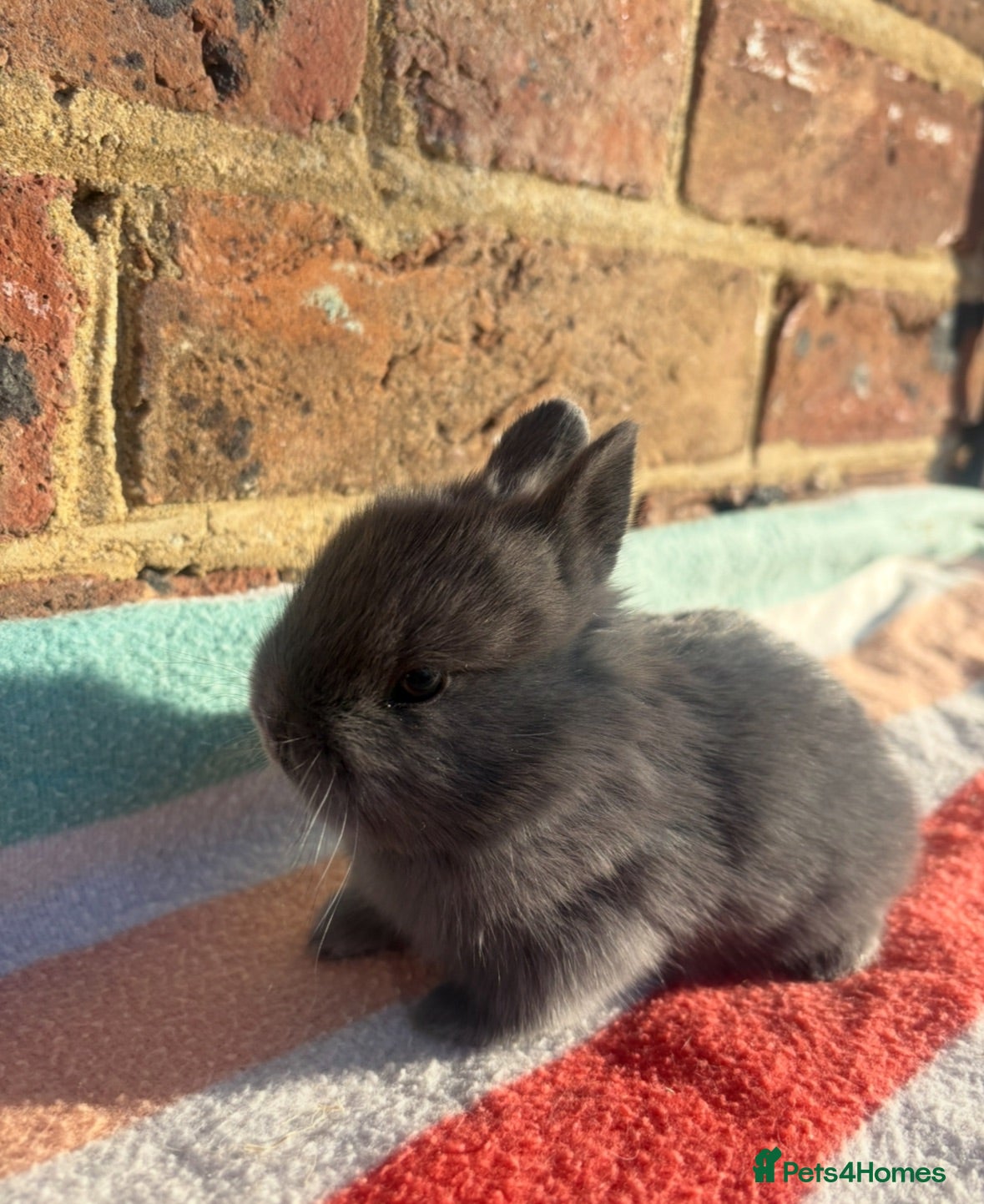 Netherland Dwarf rabbits White, Chocolate & Blue Netherland Dwarf Bunnies  - Advert 9