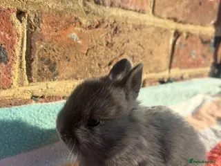 Netherland Dwarf rabbits White, Chocolate & Blue Netherland Dwarf Bunnies - Advert 9