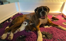 Boxer dogs for sale: Gorgeous Boxer Puppies  - Image 5