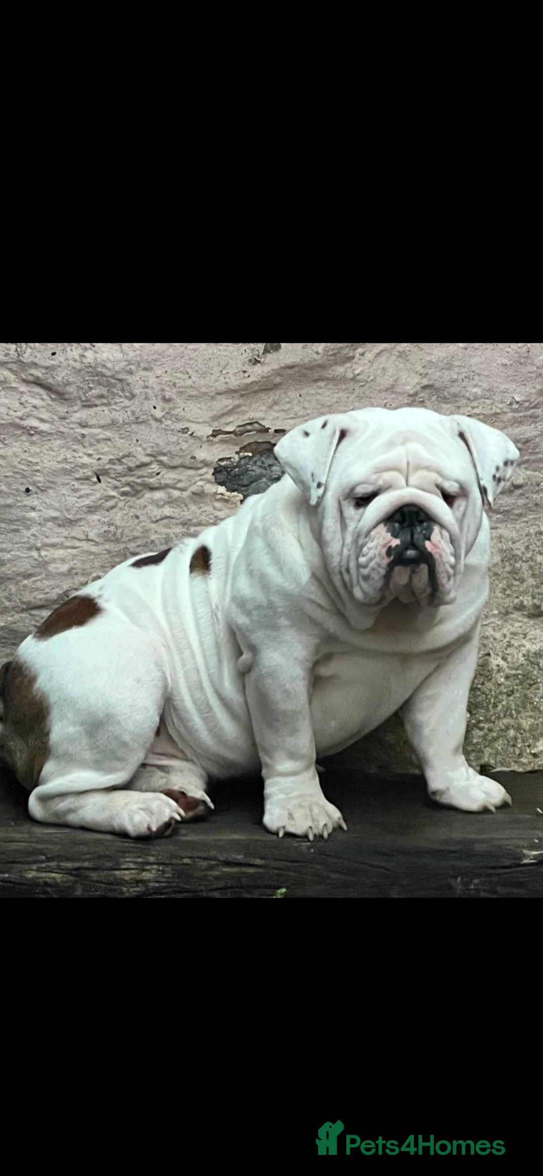 English Bulldog dogs for sale: Breeding pair of English Bulldogs for sale - Advert 3
